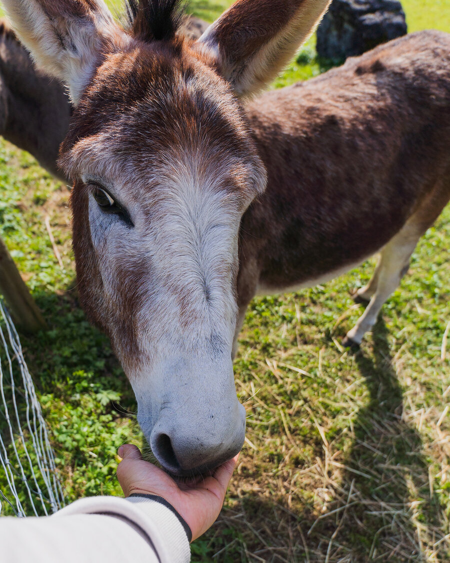 Esel im Wildpark Untertauern inmitten der Natur.