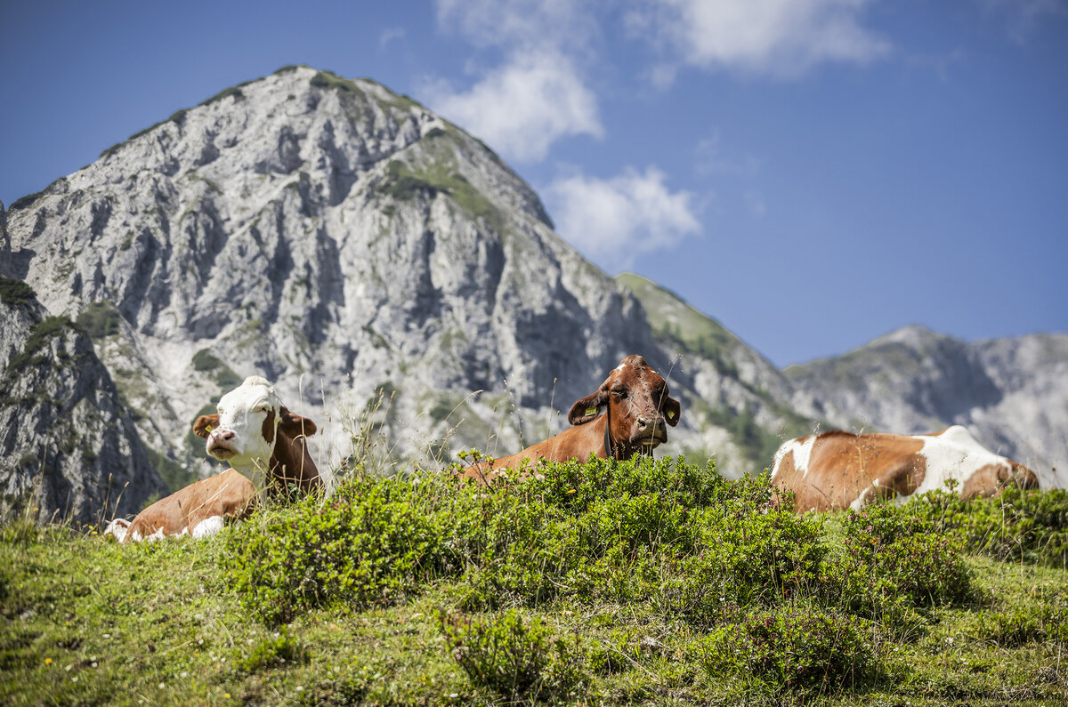 Kühe vor Bergkulisse in Obertauern