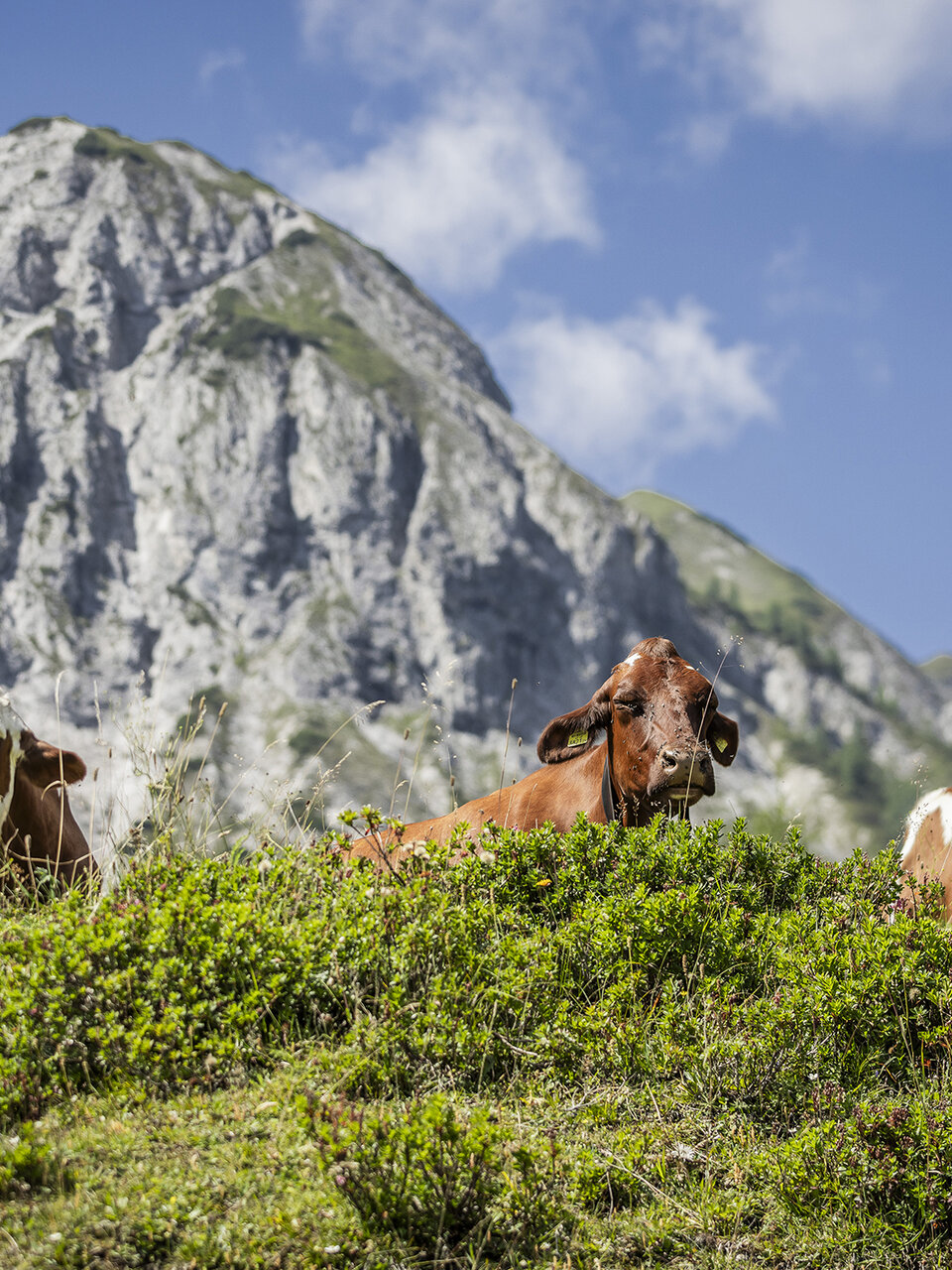 Sicher auf der Alm