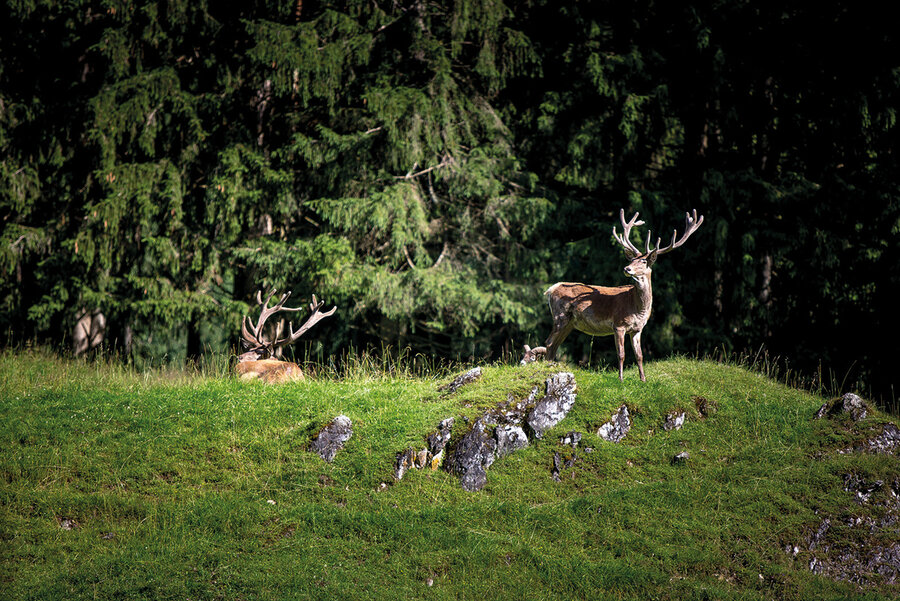 Hirsche im Wildpark Untertauern 