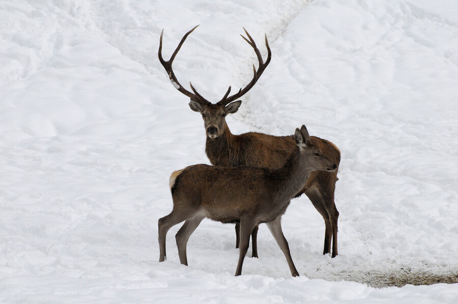 Rehe im winterlichen, verschneiten Wildpark in Untertauern.