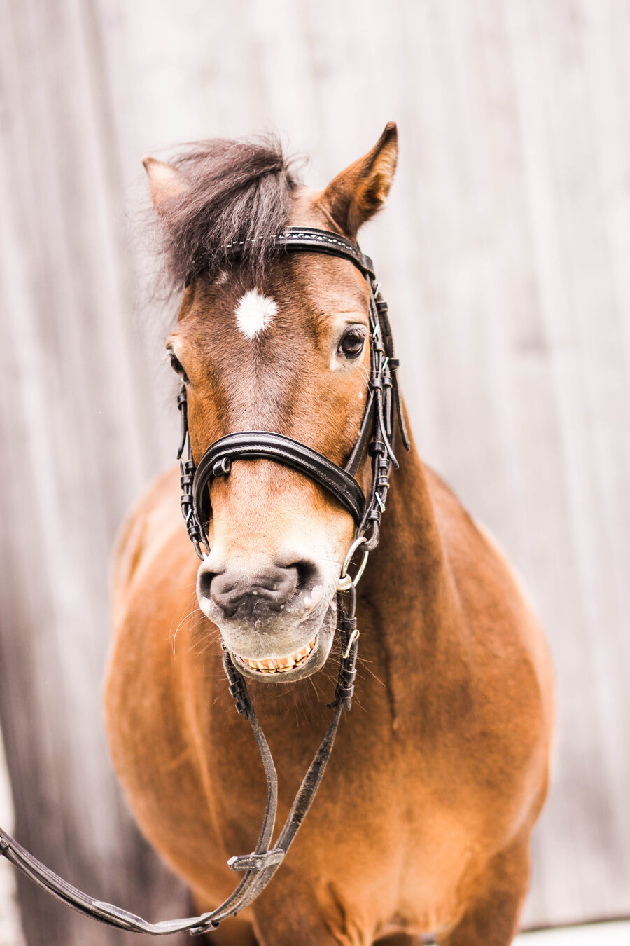 Pferd mit Zaumzeug 