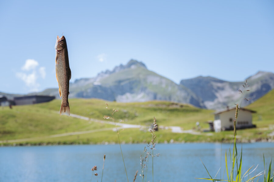 Frisch gefangener Fisch beim Fischen am Grünwaldsee in Obertauern